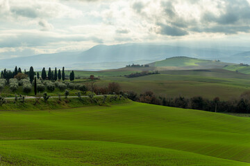 Fototapeta premium The picturesque rolling hills of Tuscany are captured during a breathtaking sunset, with the sun's warm glow casting a golden light across the landscape. Vineyards and olive groves dot the hillsides.