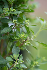 Naturfotografie - Pflanzen im Wald