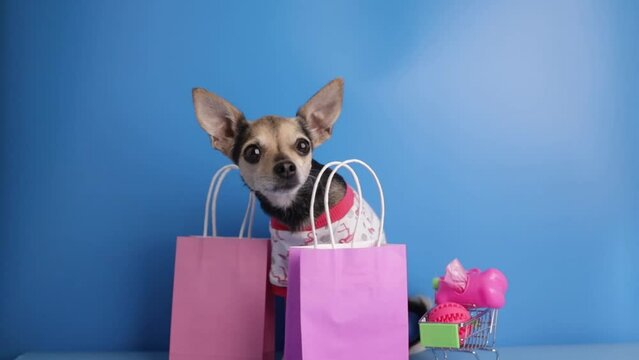 dog shop, pet accessories, animal shopping, happy dog with a shopping cart with pet goods and shopping bags