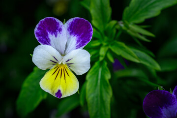 Spring has been warm and wet so the Pansy plants in our garden are looking beautiful.  From our garden in Windsor in Upstate NY.