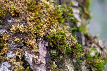 A tree trunk with moss on it and a sky background