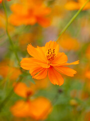 キバナコスモス