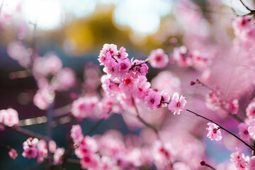 pink cherry blossom