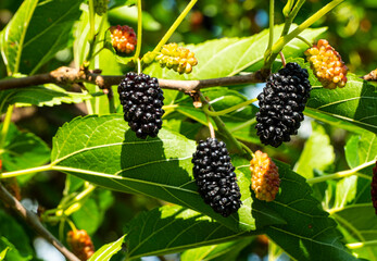 Ripening mulberries on a tree branch. 
Lily berries are used as useful food and in folk medicine,...
