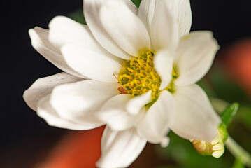 White flower, beautiful mini white flower and yellow core, selective focus.