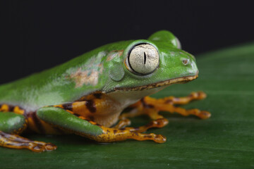 A Tiger-legged Monkey Frog on a branch
