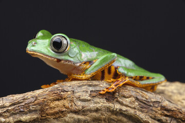 A Tiger-legged Monkey Frog on a branch
