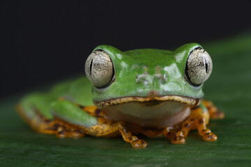 A Tiger-legged Monkey Frog on a leaf
