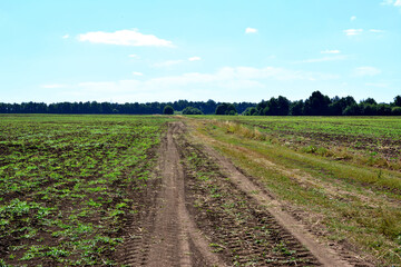 Fototapeta na wymiar tire track of combine harvester going through field to horizon, copy space 