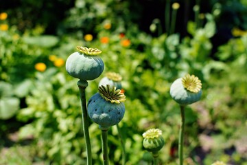 Poppies ripen in the garden in summer