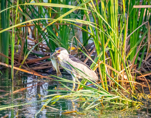 yellow billed stork