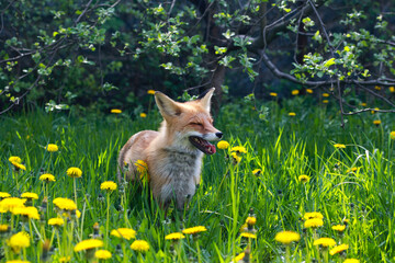 Fototapeta premium a red fox in yellow dandelions