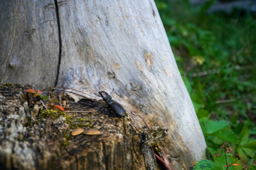 stag beetle in a forest switzerland