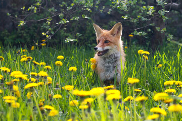 a red fox in yellow dandelions