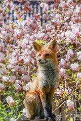 a red fox in a magnolia
