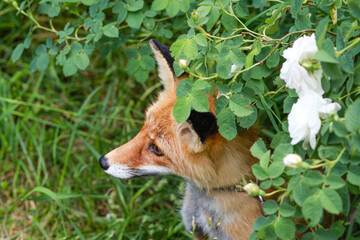 red fox in the rose
