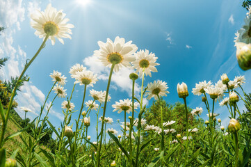 Beautiful white daisy field - 619093089
