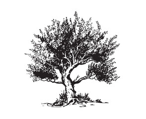 Olive tree hand drawn illustrations, sketch. Vector.	
