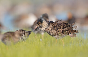  The ruff - pair at wetland on a mating season in spring