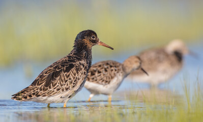  The ruff - pair at wetland on a mating season in spring
