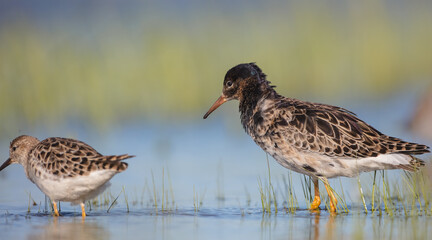  The ruff - pair at wetland on a mating season in spring