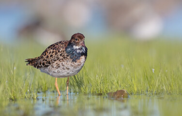 Ruff - male bird at a wetland on the mating season in spring