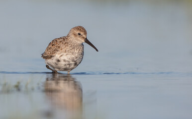 Dunlin - adult bird at a wetland on the spring migration 