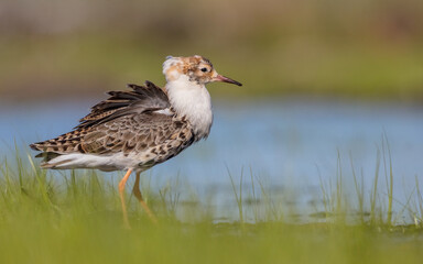 Ruff - male bird at a wetland on the mating season in spring