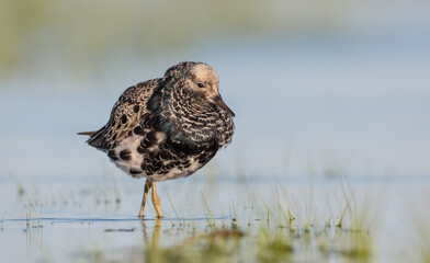 Ruff - male bird at a wetland on the mating season in spring