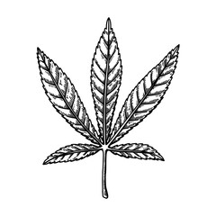Cannabis leaf sketch. Marijuana botanical drawing. Hand drawn vector illustration