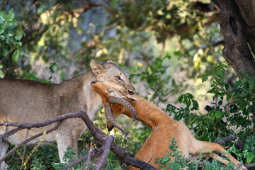 Lioness with a kill 