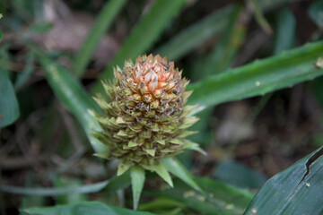 Protea flower close up