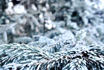 Zimowe tło oszronione gałęzie choinki - obrazy, fototapety, plakaty