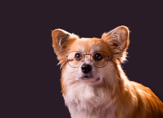 Obraz premium smart Corgi wearing glasses. Welsh Corgi Pembroke Portrait. Adorable Fluffy Corgi against a black background.