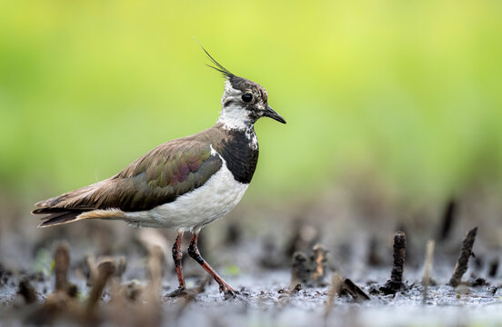 Northern lapwing bird close up ( Vanellus vanellus )