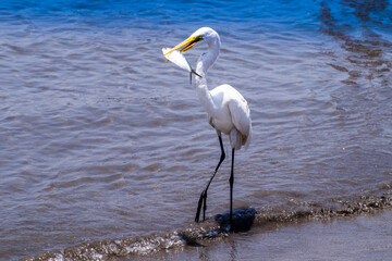 Garza pescando su almuerzo en la playa de Cartagena, Colombia