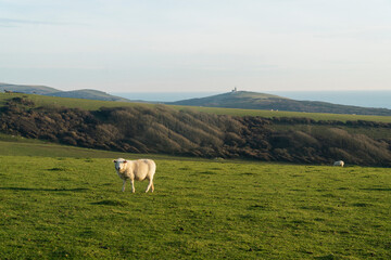 Fototapeta premium Sheep in the mountains in the UK