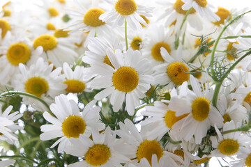 Natural flower background from beautiful chamomile