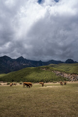 Fototapeta na wymiar Natural Scenery of the Yunnan-Guizhou Plateau in China
