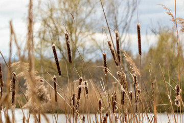 Rośliny wodne © Elektrofoto
