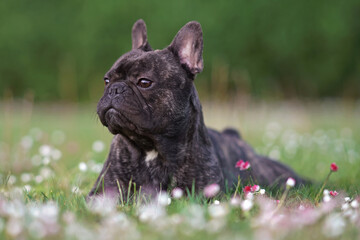 Serious brindle French Bulldog posing outdoors lying down on a green grass with blooming flowers in...