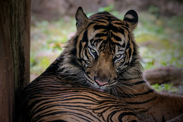 close up of a tiger