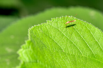 Insect class mosquitoes that inhabit wild plants