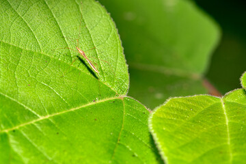Insect class mosquitoes that inhabit wild plants