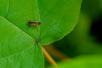Insects that inhabit wild plants - Longhorned swamp flies