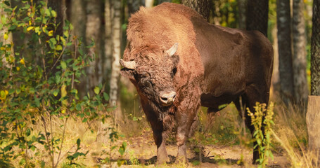 European Bison Or Bison Bonasus, Also Known As Wisent Or European Wood Bison In Autumn Forest 4K