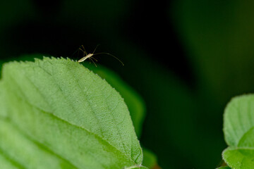 Insect class mosquitoes that inhabit wild plants