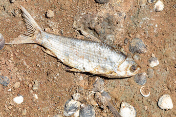 The fish died on the dry lake floor because of the drought.