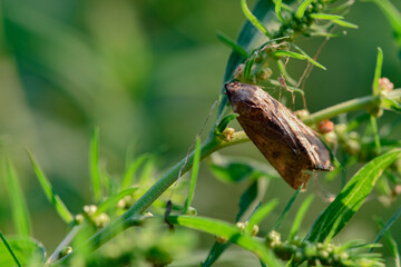 In spring, poplar seedlings grow red, green, and tender leaves
