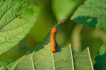 Larvae of the yellow thorn moth, an insect that inhabits wild plants